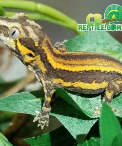 yellow striped gargoyle gecko