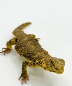 Yellow Niger Uromastyx