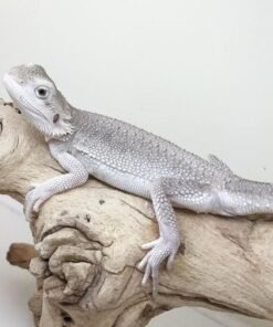 zero bearded dragon